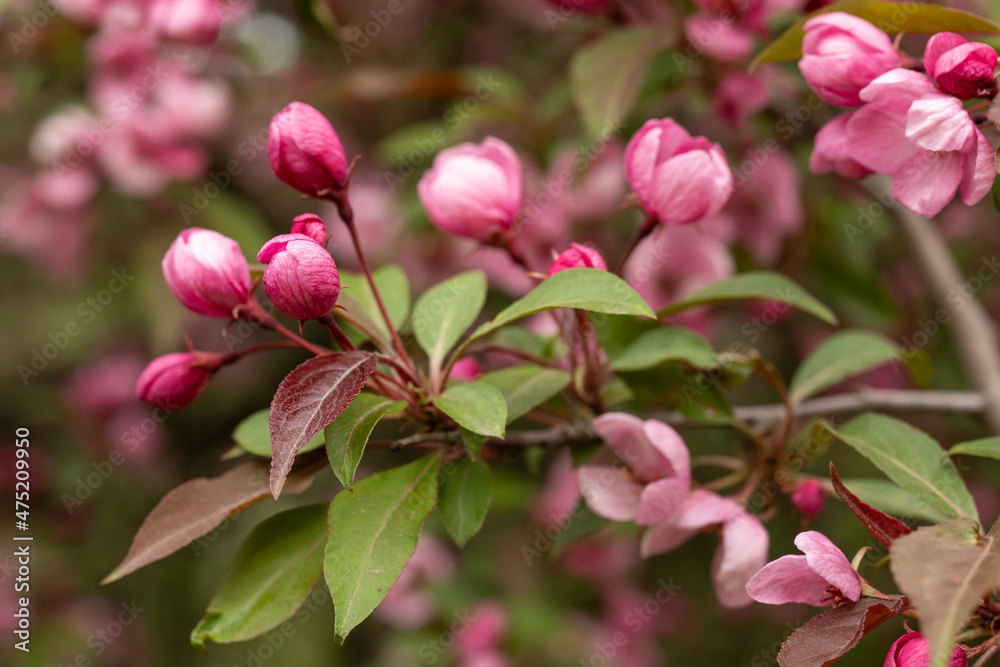 Crabapple Trees Blooming. Branches of blossoming pink tree of apple or sakura. Crabapple Trees Blooming. Branches of blossoming pink tree of apple or sakura.