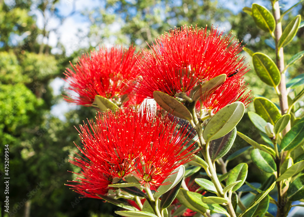 Blooming Pohutukawa Flowers New Zealand; The Flowers are only Blooming in Summer Time