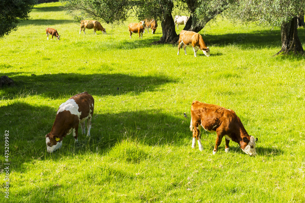 Herd of Healthy Brown Cows Grassing on Green Pasture at One Tree Hill Park, Auckland New Zealand; Cows Domestic Farm Animals