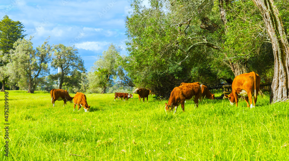 Herd of Healthy Brown Cows Grassing on Green Pasture at One Tree Hill Park, Auckland New Zealand; Cows Domestic Farm Animals