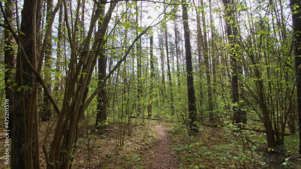 Walking on a path in the green spring forest. Pov of hiker walking on a trail through the woods. Walking on a path in the green spring forest. Pov of hiker walking on a trail through the woods.