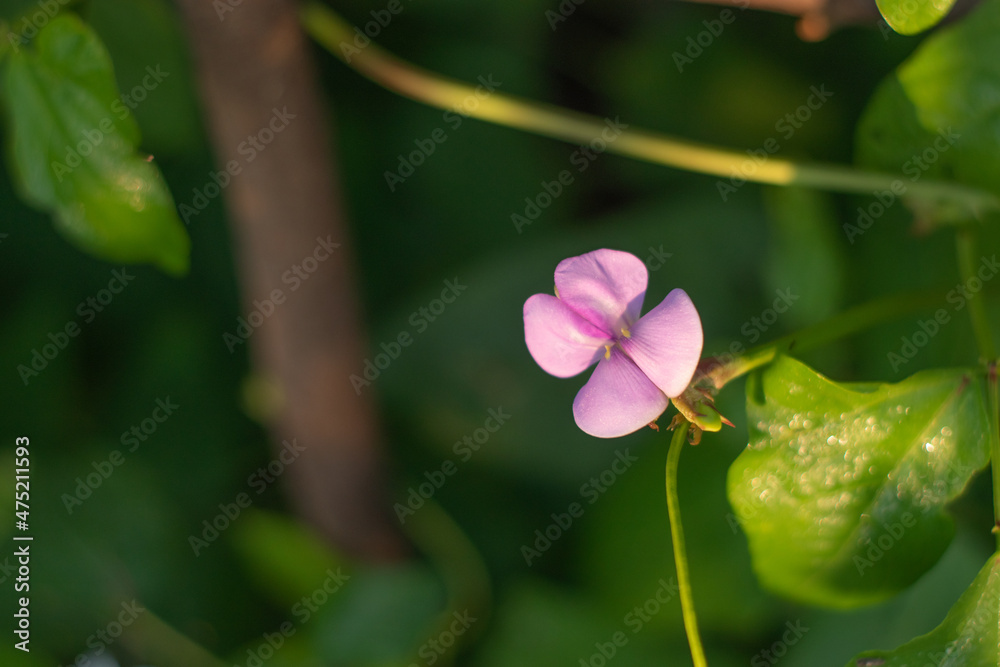 Bloomed purple yard long bean (Vigna unguiculata) flower close up in the field. Bloomed purple yard long bean (Vigna unguiculata) flower close up in the field.
