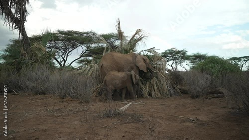 Motherly care territory of African elephant at Samburu National Reserve Kenya photo