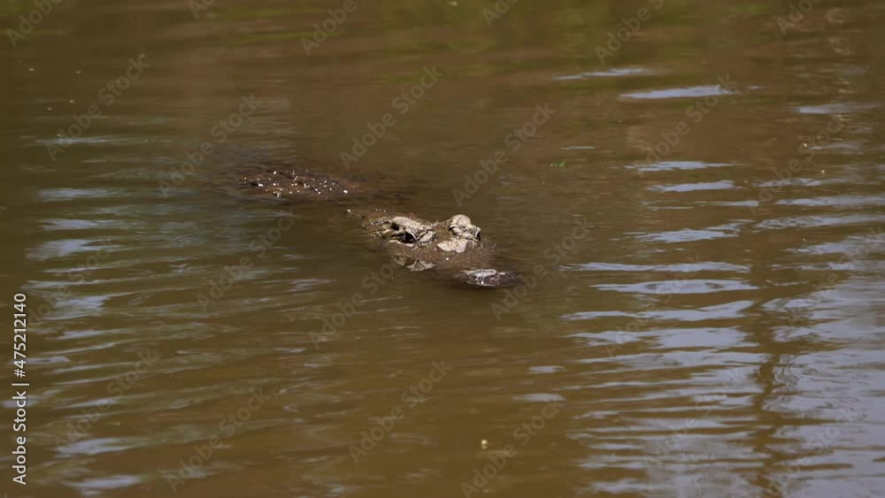Rack focusing on predatory crocodile hiding from prey at Kenya Samburu reserve Rack focusing on predatory crocodile hiding from prey at Kenya Samburu reserve