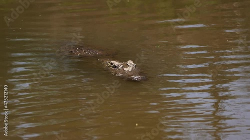 Rack focusing on predatory crocodile hiding from prey at Kenya Samburu reserve photo