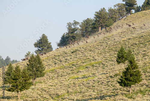 Herd of Elk Stampede Across Steep HIllside