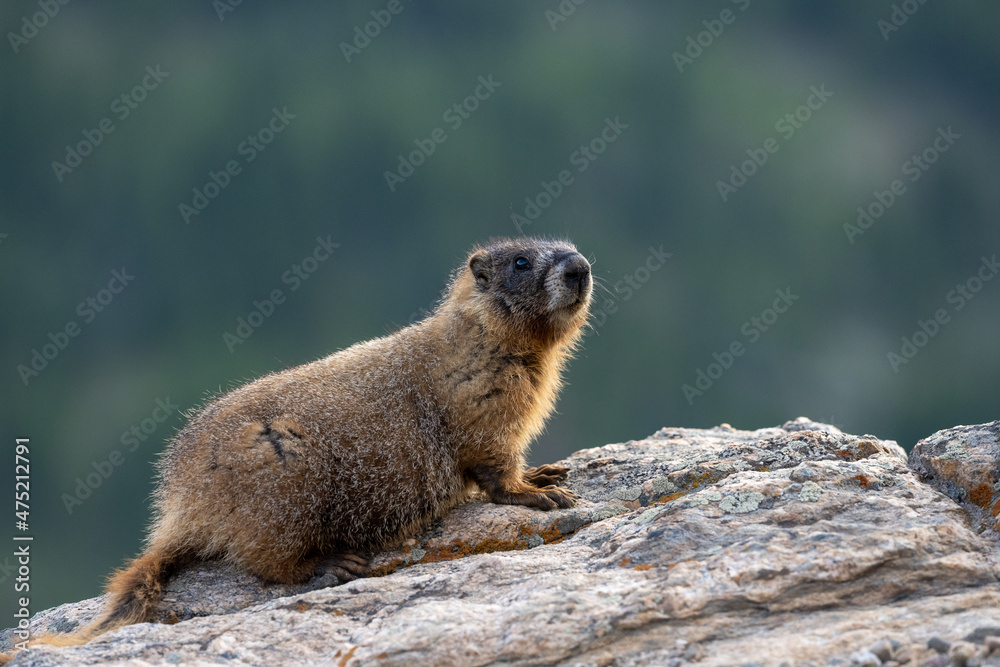 Young Marmot Perched on Smooth Rock Young Marmot Perched on Smooth Rock