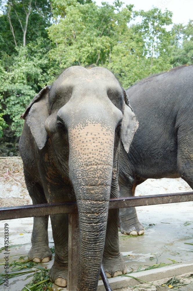 Fototapeta premium elephant in country farm