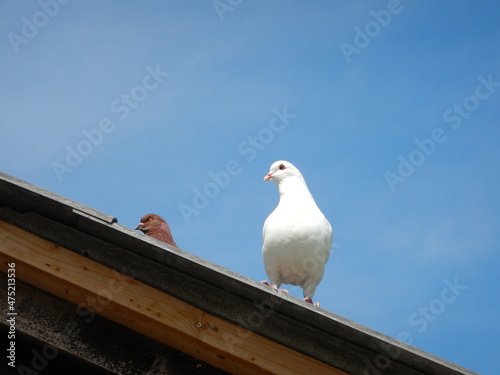 White Dove On Roof
