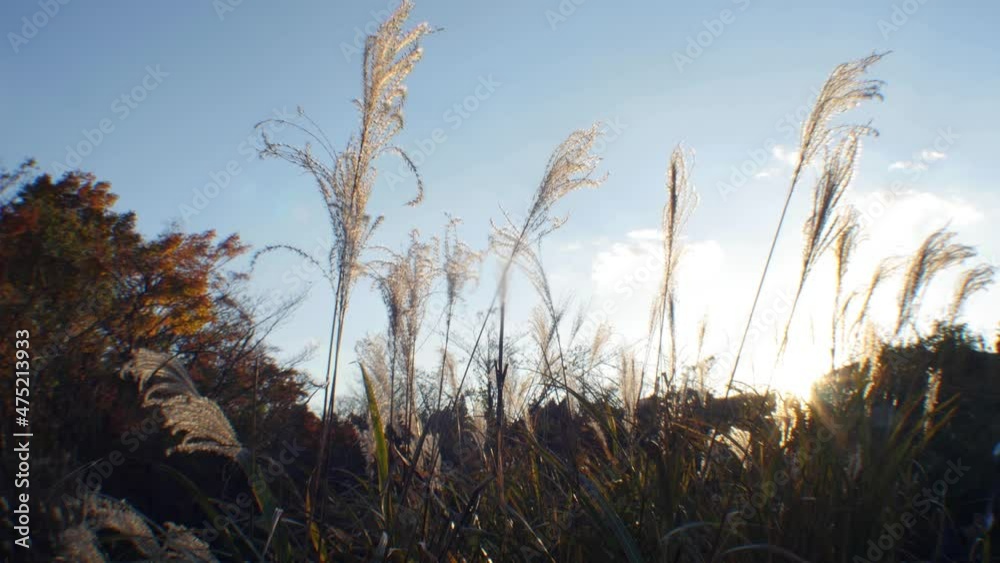 Susuki Chinese silver grass field in Hakone, Japan, autumn Susuki Chinese silver grass field in Hakone, Japan, autumn