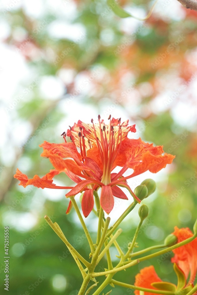 caesalpinia pulcherrima flower in nature garden caesalpinia pulcherrima flower in nature garden