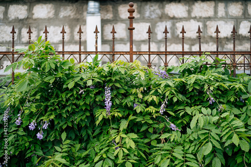 Blooming blue bushes in front of a wrought-iron fence