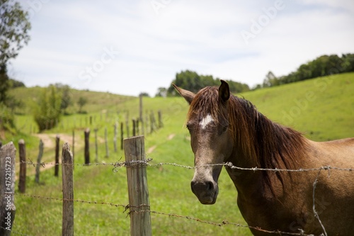 horse on a fence