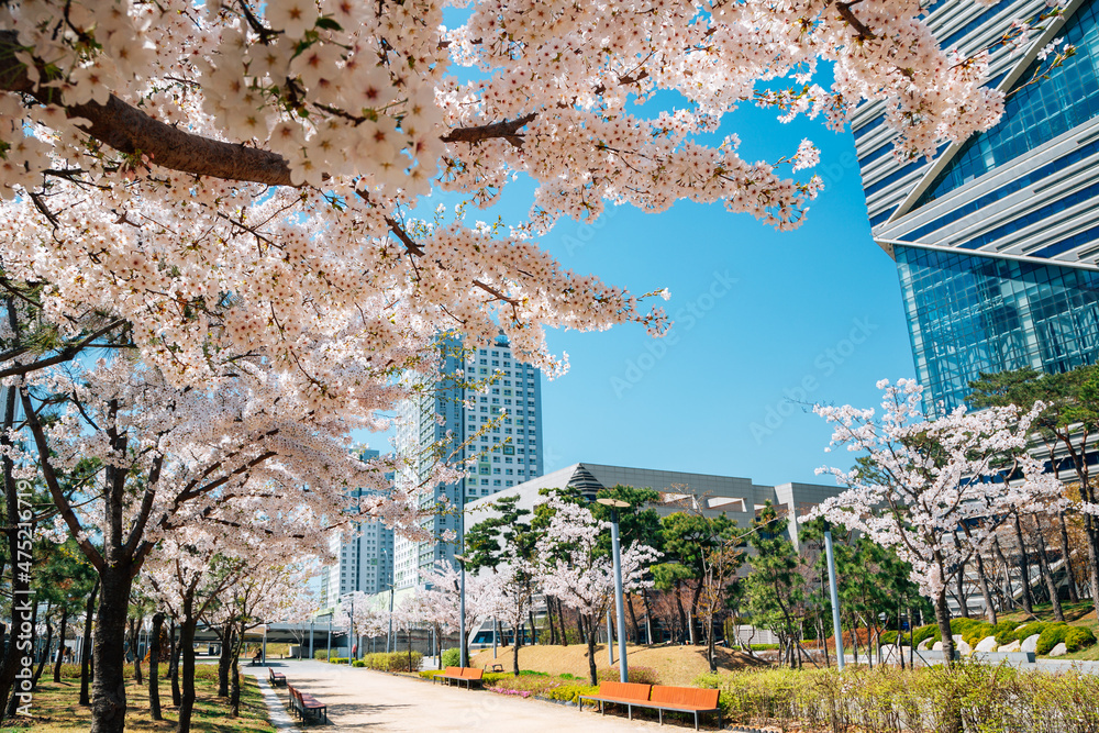 Songdo Central Park with cherry blossom in Incheon, Korea