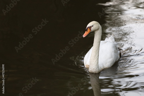 Fototapeta Naklejka Na Ścianę i Meble -  White swan is swimming on the river