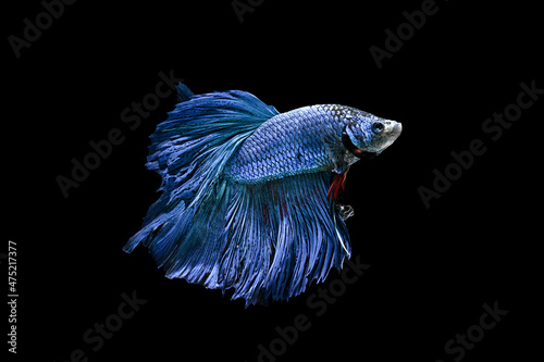 Close up, beautiful blue betta fish