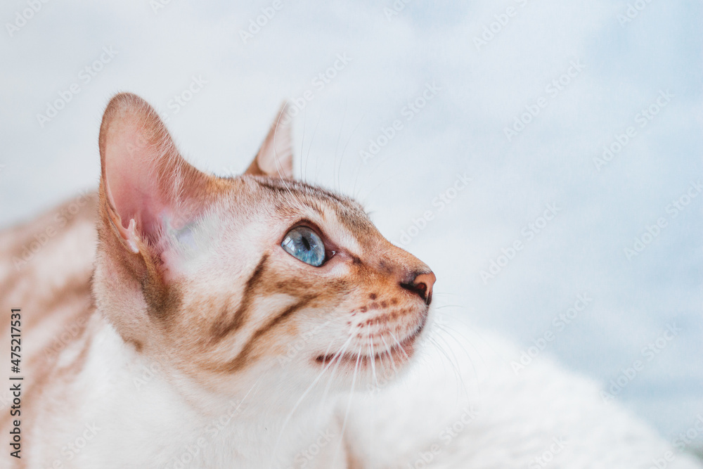 Close up portrait of silver tabby Bengal cat with beautiful blue eyes on white soft plaid. Close up portrait of silver tabby Bengal cat with beautiful blue eyes on white soft plaid.