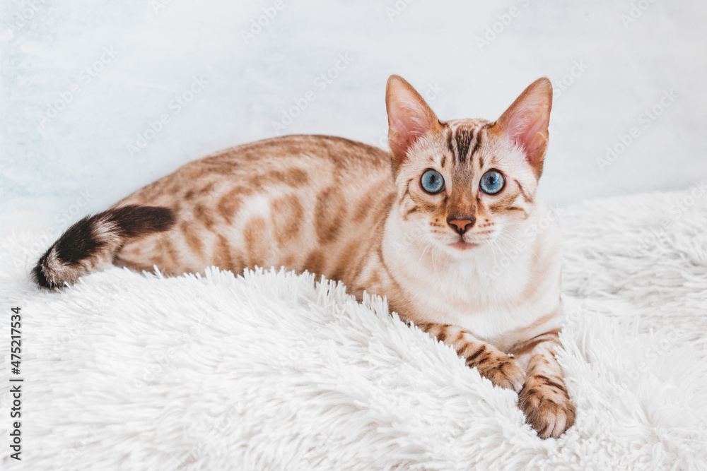 Beautiful Bengal cat with blue eyes is lying on white soft fluffy plaid.