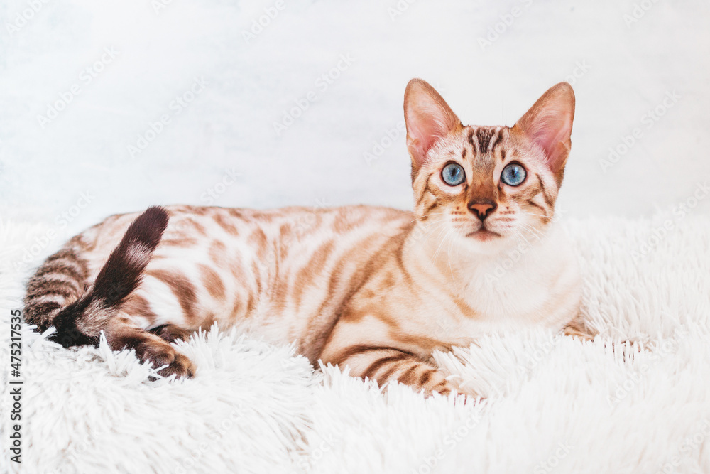 Adorable Bengal cat with beautiful blue eyes on white and light-blue background. Adorable Bengal cat with beautiful blue eyes on white and light-blue background.