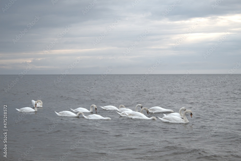 Swans sail on the sea