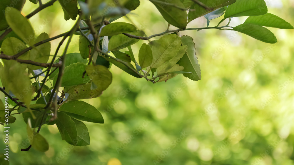 green leaves on a tree green leaves on a tree