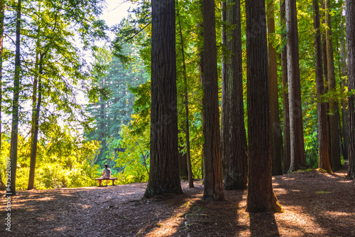 Landscape Scenery of Redwood Grove at Hamurana Rotorua, New Zealand 