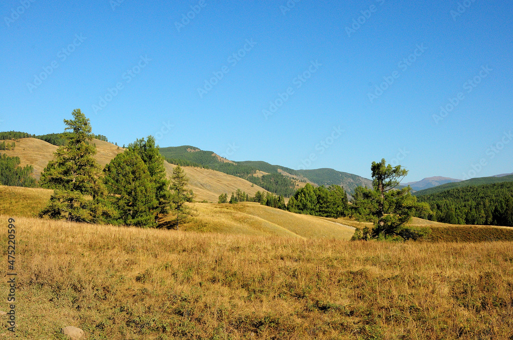 Several low pines grow on the hillside at the foot of the mountain range.