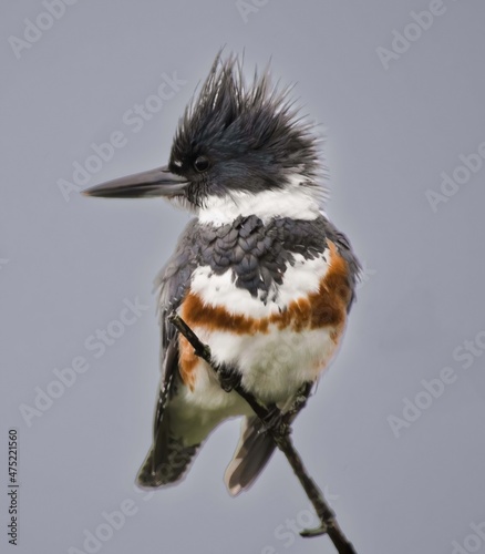 Belted Kingfisher