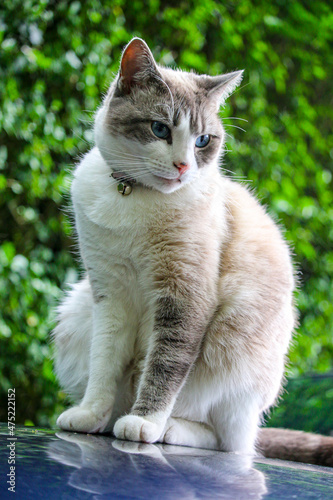 Beautiful Cat