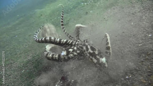 underwater killer: mimic octopus catching and fighting mantis shrimp and withdrawing with its pray into sand