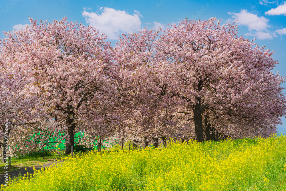 小布施の八重桜