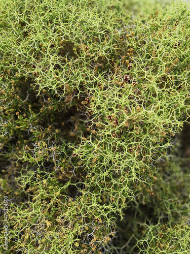 Closeup shot of the sarcopoterium plants on ground of a field in a sunny day photo