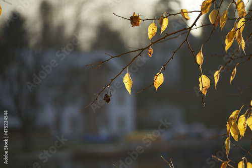 Selective focus shot of gorgeous autumn orange and yellow leaves on the trees in the forest photo