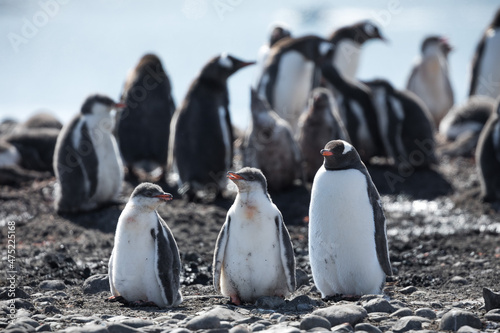 Принти на полотні Closeup of a waddle of Gentoo penguins on Yankee Harbour in Antarctica