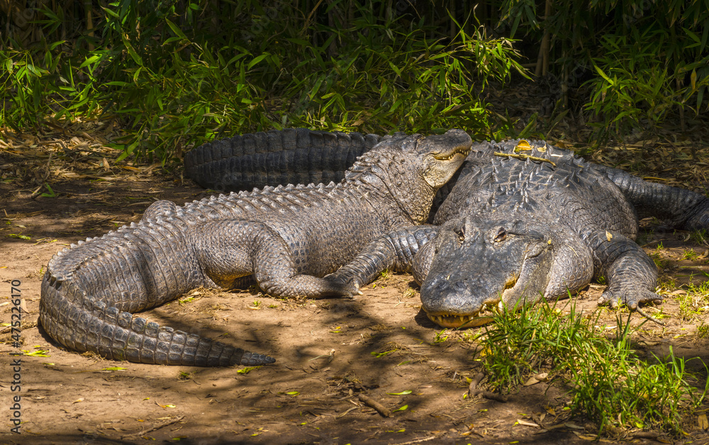 Big Alligators Resting on the Ground