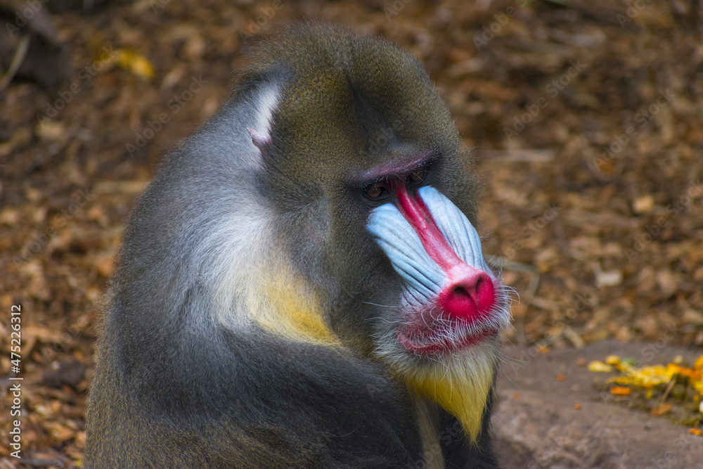 Colorfull Male Mandrill Monkey Face; Mandrill is the Largest Monkey