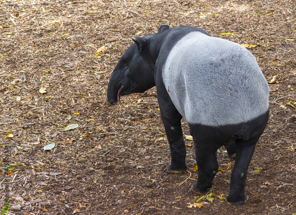 Malayan Tapir Mammal Big Animal