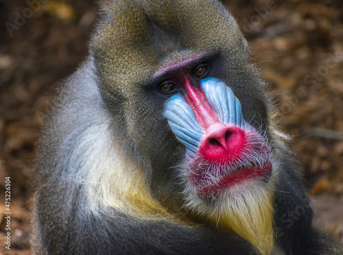 Obraz na płótnie Colorfull Male Mandrill Monkey Face; Mandrill is the Largest Monkey w salonie