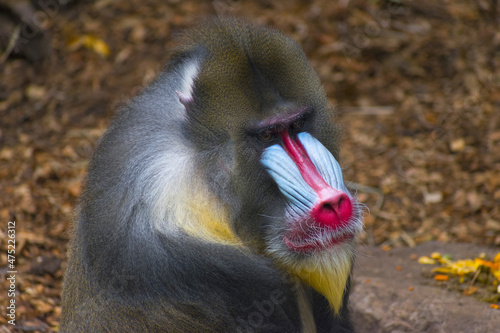 Obraz na płótnie Colorfull Male Mandrill Monkey Face; Mandrill is the Largest Monkey w salonie