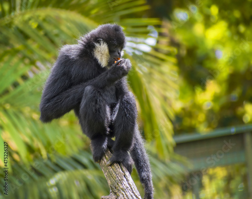 Black Siamang Monkey Eating Fruit