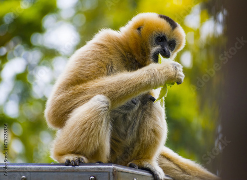 White-cheeked Gibbon Monkey Living in Closure; Eating Veggies