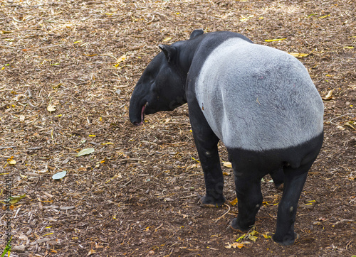 Obraz na płótnie Malayan Tapir Mammal Big Animal
w salonie