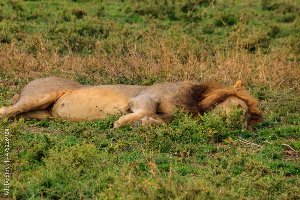 Lion (Panthera leo) sleeping on grass in savannah in Serengeti National Park, Tanzania Lion (Panthera leo) sleeping on grass in savannah in Serengeti National Park, Tanzania