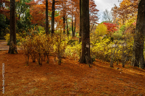 レンギョウの黄葉と秋の風景