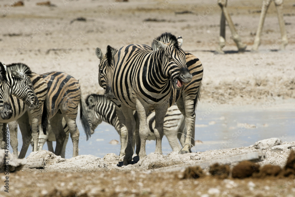 Fototapeta premium Laughing Zebra showing gums and teeth, funny grimace. Etosha Nature reserve in Namibia 
