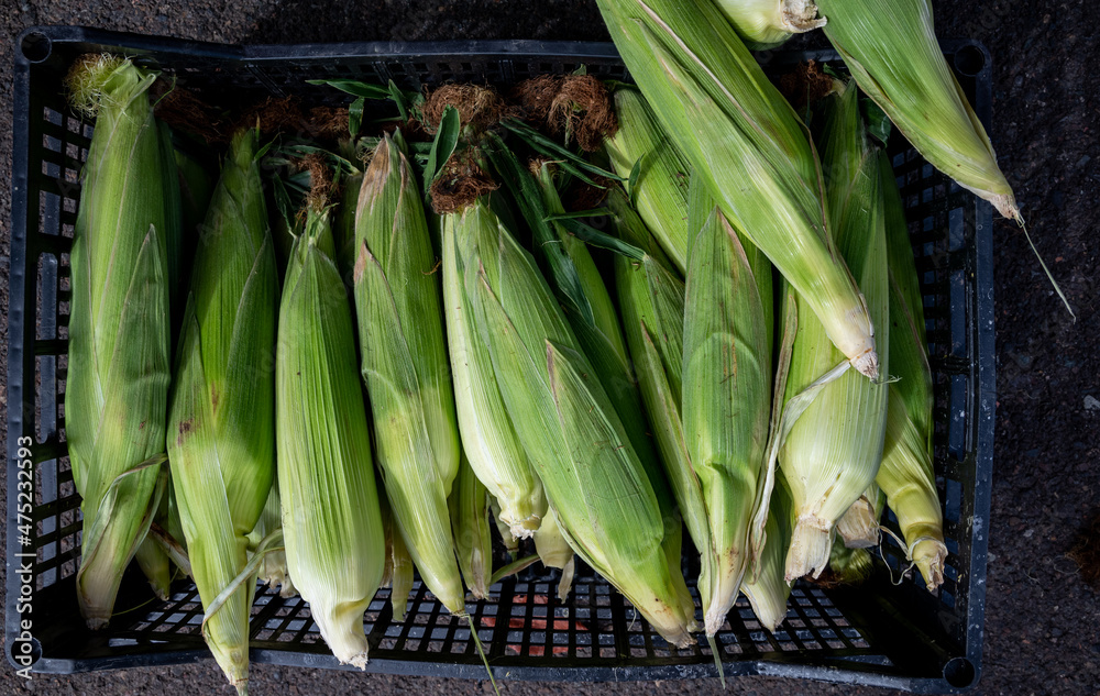 Obraz premium Fresh ears of corn in green husks are stacked up for sale in a Farmers Market in Oregon, soft tones of green and sharp detail of the fresh husks.