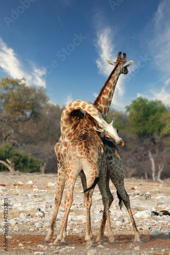 2 Giraffe necking and fighting for dominance over a herd of females as to mate with them in mating season in Etosha Nature reserve in Namibia