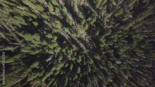 A top-down dolly shot of a deep forest pine tree spae in the mountains of Colorado USA with some deadfall 4k photo