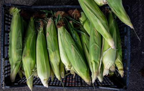Fresh ears of corn in green husks are stacked up for sale in a Farmers Market in Oregon, soft tones of green and sharp detail of the fresh husks.