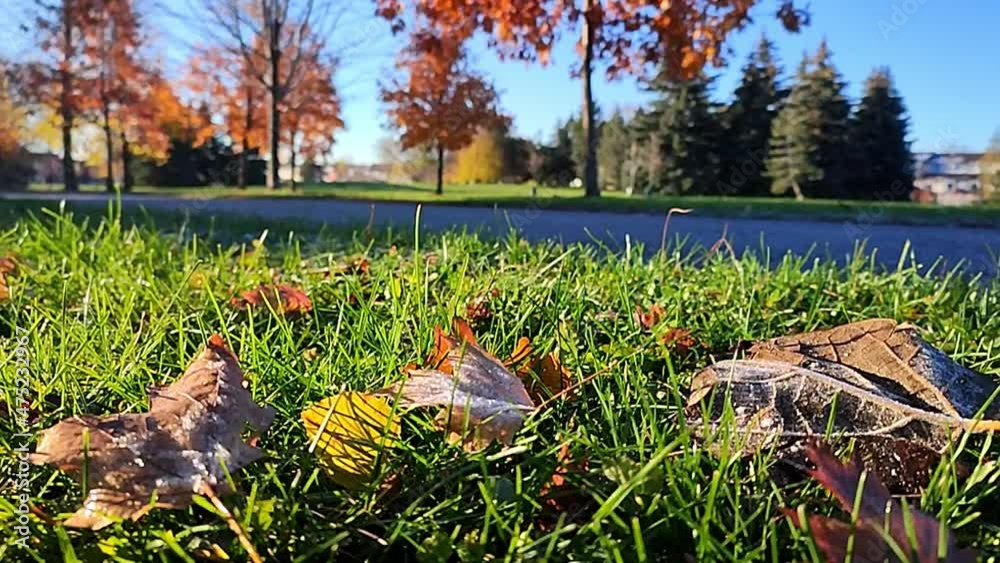 Close-up of dry autumn leaves with morning frost. Close-up of dry autumn leaves with morning frost.